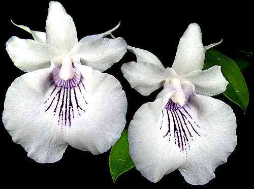 Cochleanthes amazonica